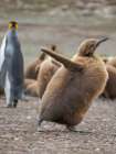 King penguin chicks in colony in Falkland Islands, South Atlantic. South America, Volunteer Point Art Print